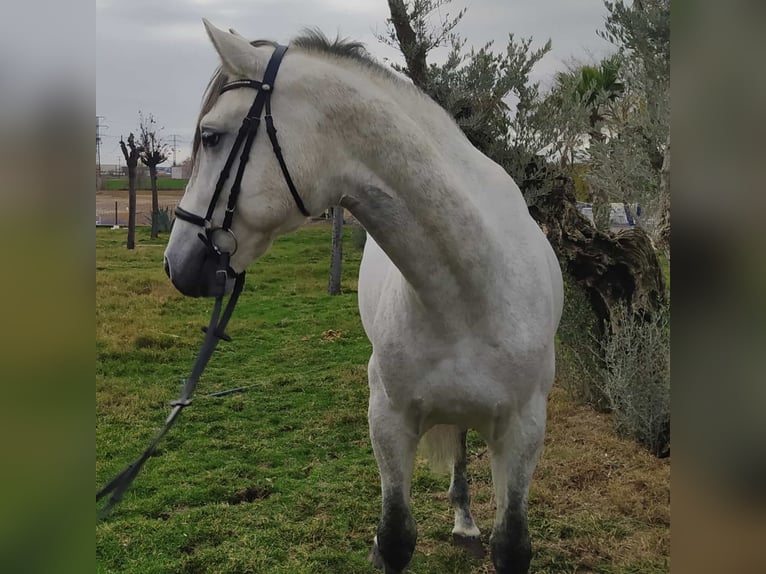 PRE Mix Hengst 7 Jaar 160 cm Schimmel in Madrid