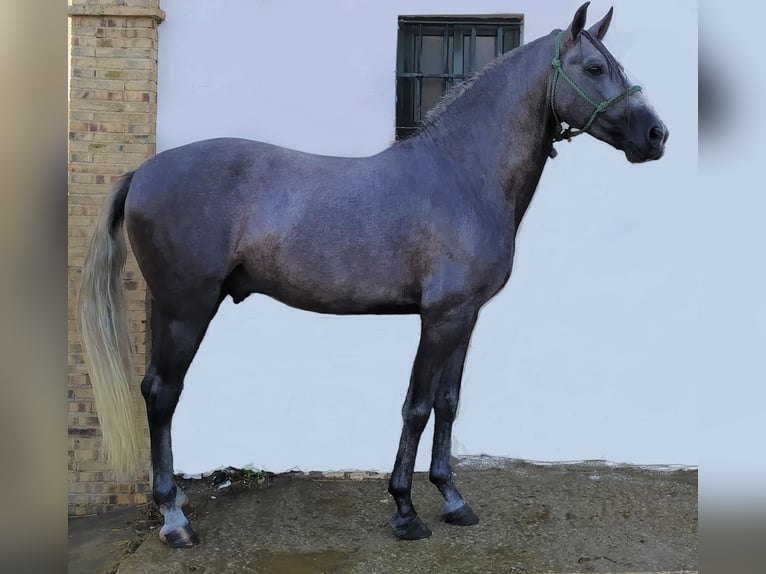 PRE Mix Hengst 7 Jaar 160 cm Schimmel in Sevilla