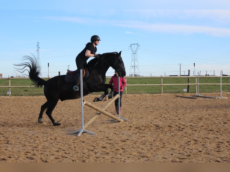 PRE Hengst 7 Jaar 160 cm Zwart in Charron