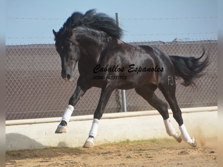PRE Mix Hengst 7 Jaar 161 cm Zwart in Vejer de la Frontera