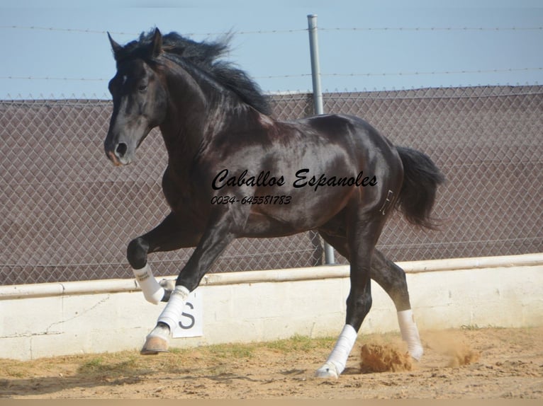 PRE Mix Hengst 7 Jaar 161 cm Zwart in Vejer de la Frontera