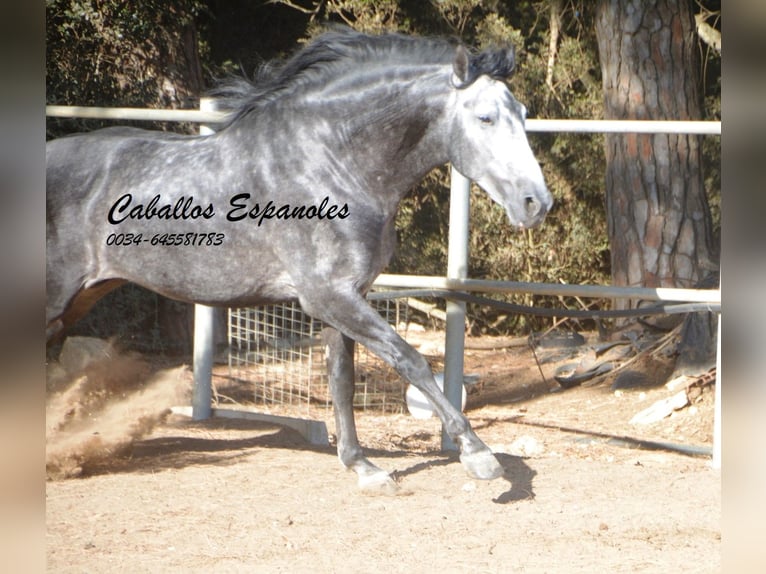 PRE Hengst 7 Jaar 162 cm Appelschimmel in Vejer de la Frontera