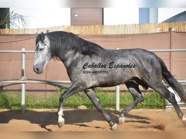 PRE Hengst 7 Jaar 162 cm Appelschimmel in Vejer de la Frontera