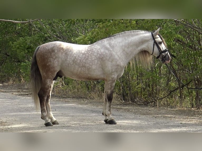 PRE Mix Hengst 7 Jaar 162 cm Appelschimmel in Martfeld