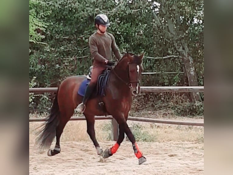 PRE Mix Hengst 7 Jaar 162 cm Roodbruin in Madrid