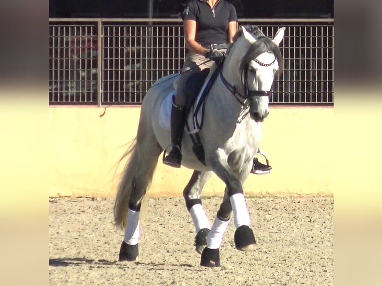 PRE Mix Hengst 7 Jaar 162 cm Schimmel in Pedret i Marza Girona