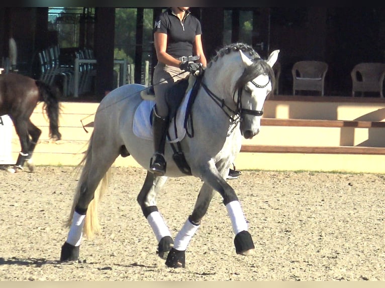 PRE Hengst 7 Jaar 162 cm Schimmel in Barcelona