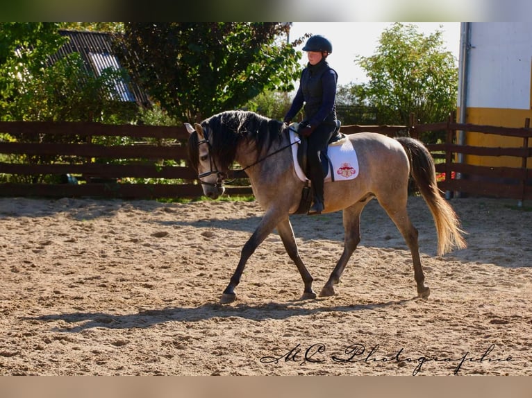 PRE Mix Hengst 7 Jaar 163 cm Brown Falb schimmel in Polenz