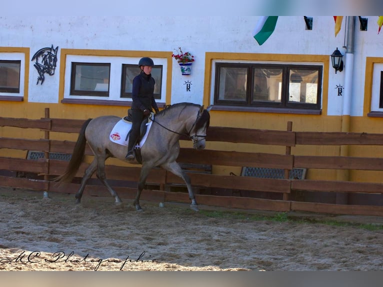 PRE Mix Hengst 7 Jaar 163 cm Brown Falb schimmel in Polenz
