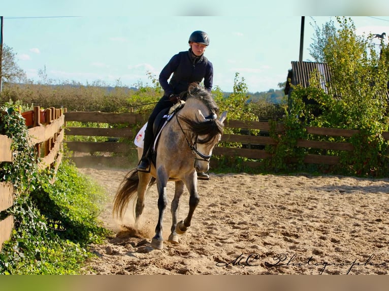 PRE Mix Hengst 7 Jaar 163 cm Brown Falb schimmel in Polenz