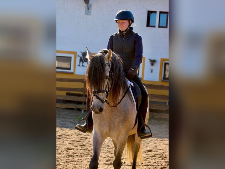 PRE Mix Hengst 7 Jaar 163 cm Brown Falb schimmel in Polenz