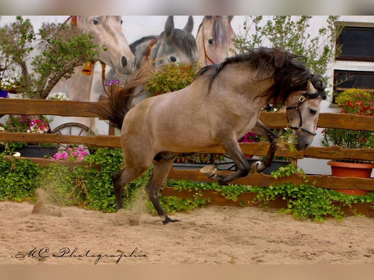 PRE Mix Hengst 7 Jaar 163 cm Brown Falb schimmel in Polenz