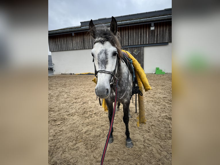 PRE Hengst 7 Jaar 163 cm Schimmel in Olmscheid