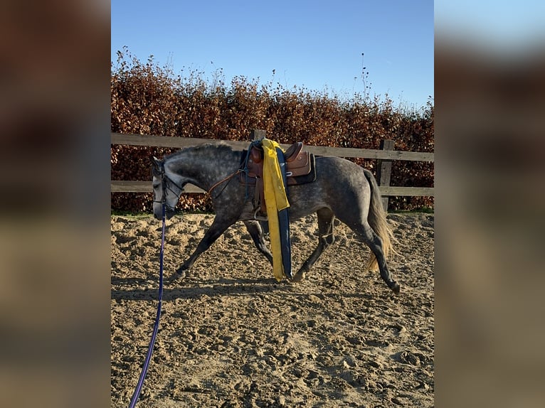 PRE Hengst 7 Jaar 163 cm Schimmel in Olmscheid