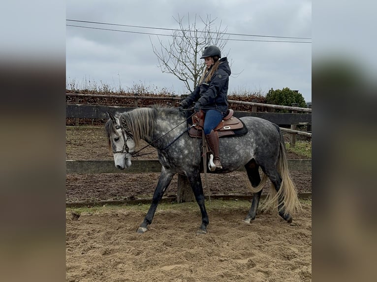 PRE Hengst 7 Jaar 163 cm Schimmel in Olmscheid