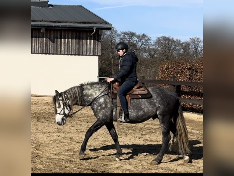 PRE Hengst 7 Jaar 163 cm Schimmel in Olmscheid