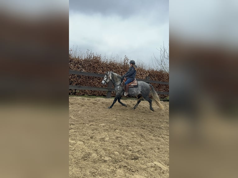 PRE Hengst 7 Jaar 163 cm Schimmel in Olmscheid