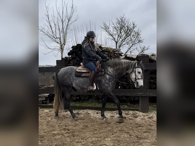 PRE Hengst 7 Jaar 163 cm Schimmel in Olmscheid