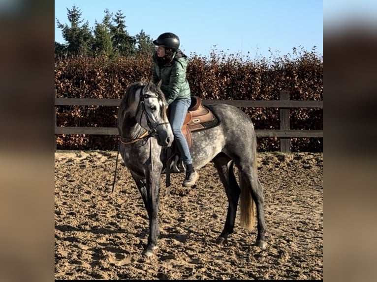 PRE Hengst 7 Jaar 163 cm Schimmel in Olmscheid