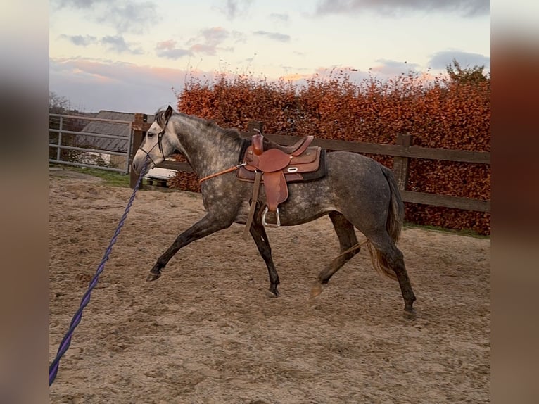 PRE Hengst 7 Jaar 163 cm Schimmel in Olmscheid