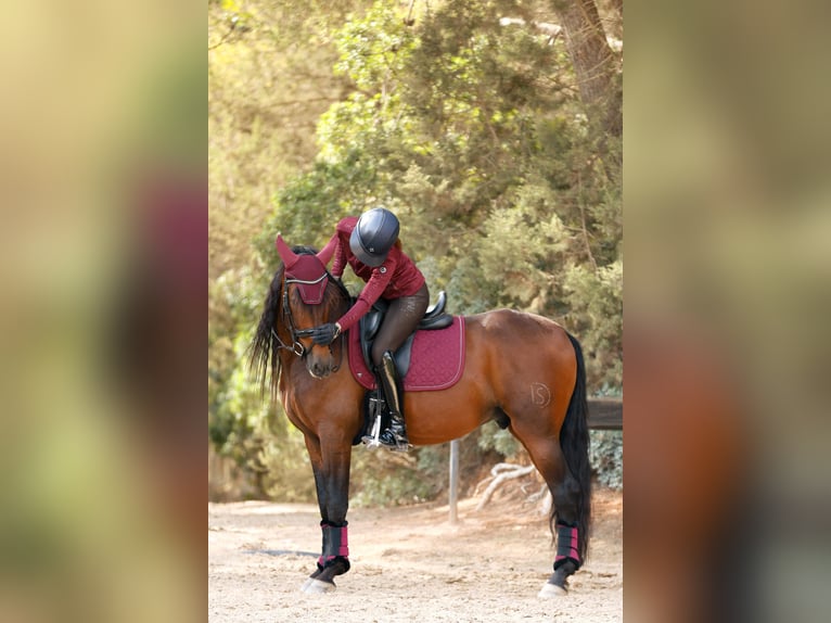 PRE Mix Hengst 7 Jaar 163 cm Vos in Donaña, N’20,4•A CACERES, CACERES ,