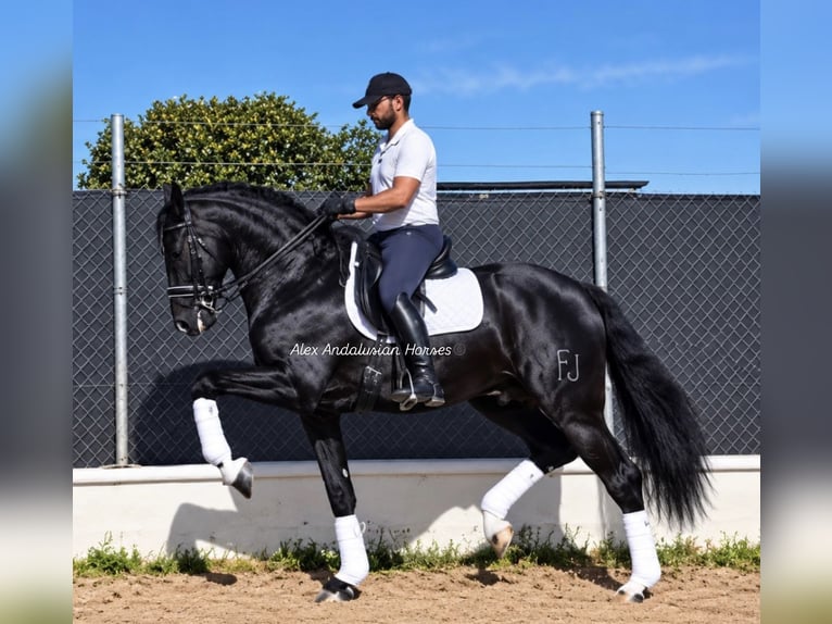PRE Mix Hengst 7 Jaar 163 cm Zwart in Sevilla