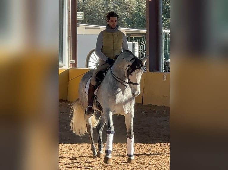 PRE Mix Hengst 7 Jaar 164 cm Appelschimmel in Martfeld