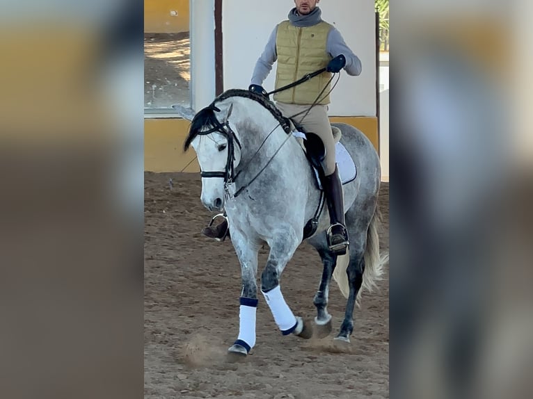 PRE Mix Hengst 7 Jaar 164 cm Appelschimmel in Martfeld