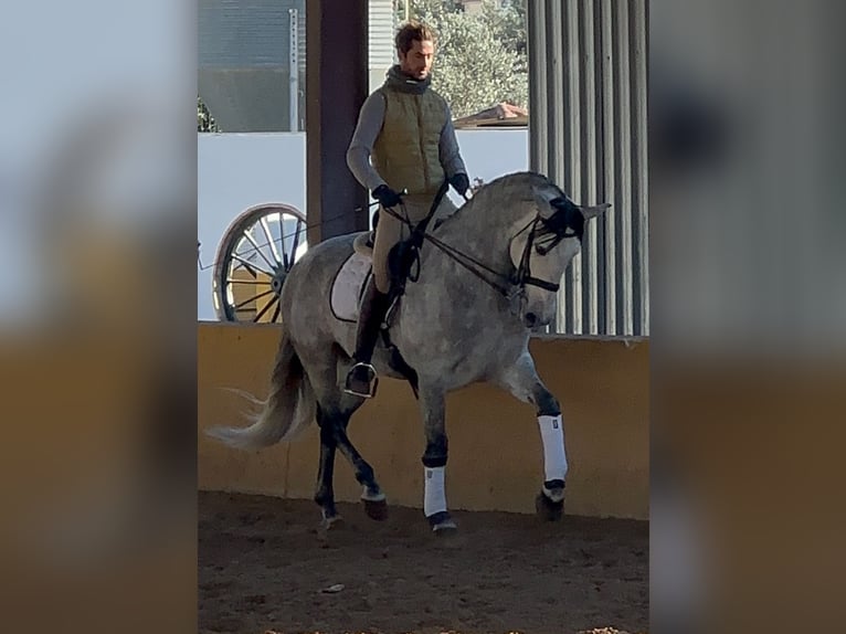 PRE Mix Hengst 7 Jaar 164 cm Appelschimmel in Martfeld