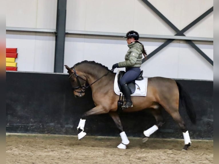 PRE Mix Hengst 7 Jaar 164 cm Bruin in Sm