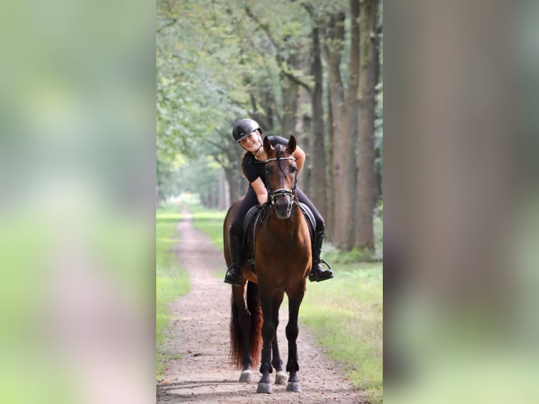 PRE Mix Hengst 7 Jaar 164 cm Bruin in Sm