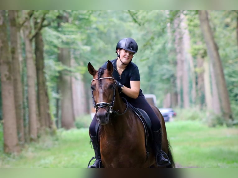 PRE Mix Hengst 7 Jaar 164 cm Bruin in Sm