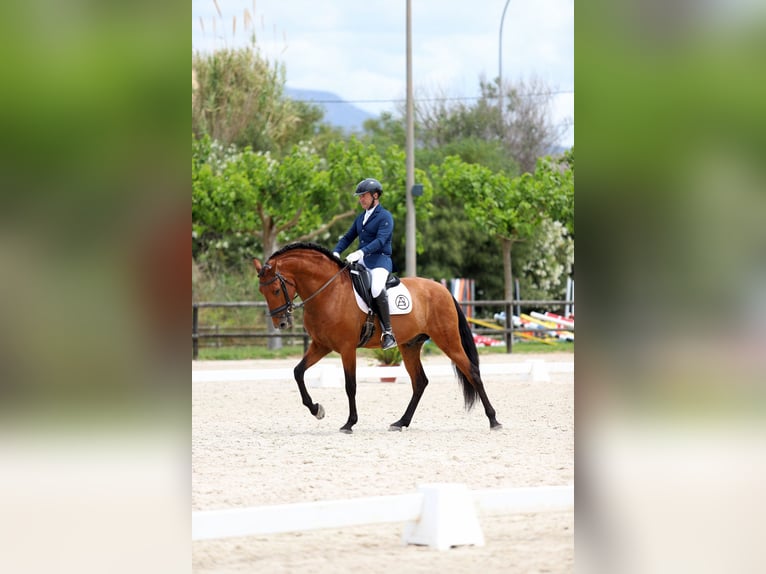 PRE Hengst 7 Jaar 164 cm Bruin in Sevilla