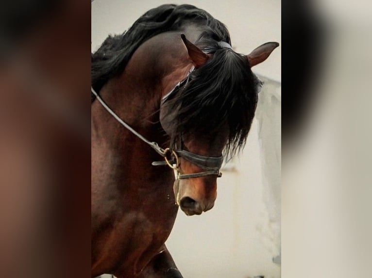 PRE Mix Hengst 7 Jaar 164 cm Donkerbruin in Valencia