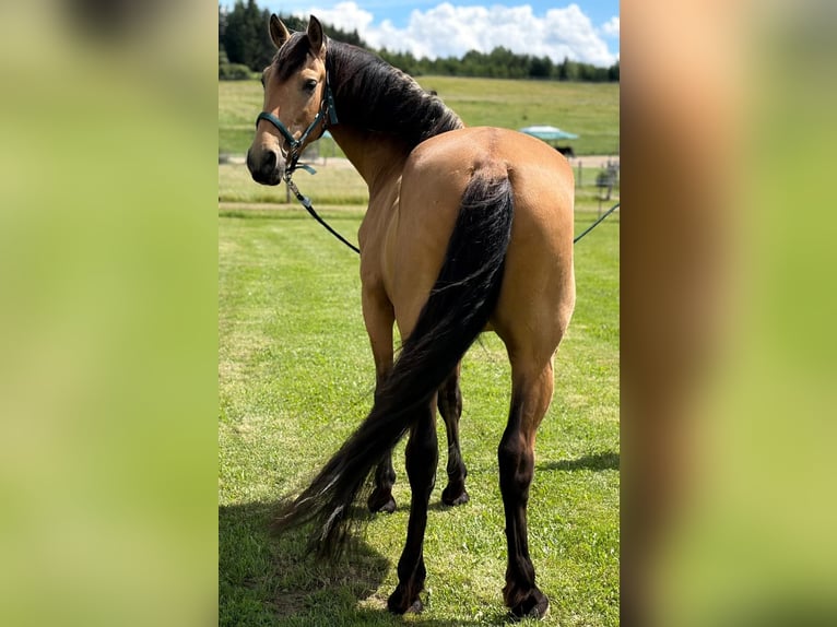 PRE Mix Hengst 7 Jaar 164 cm Falbe in Aitrang