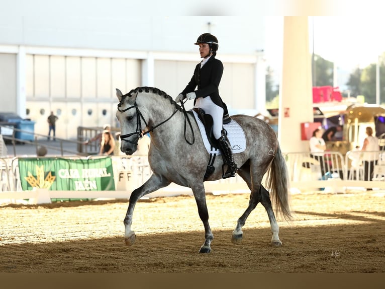 PRE Hengst 7 Jaar 164 cm Schimmel in El Catllar