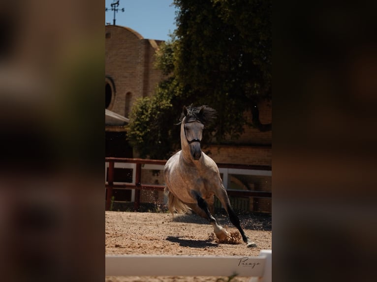 PRE Hengst 7 Jaar 164 cm Schimmel in El Catllar