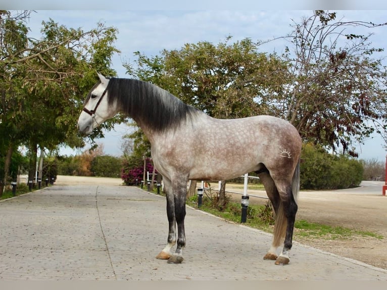 PRE Hengst 7 Jaar 164 cm Schimmel in El Catllar