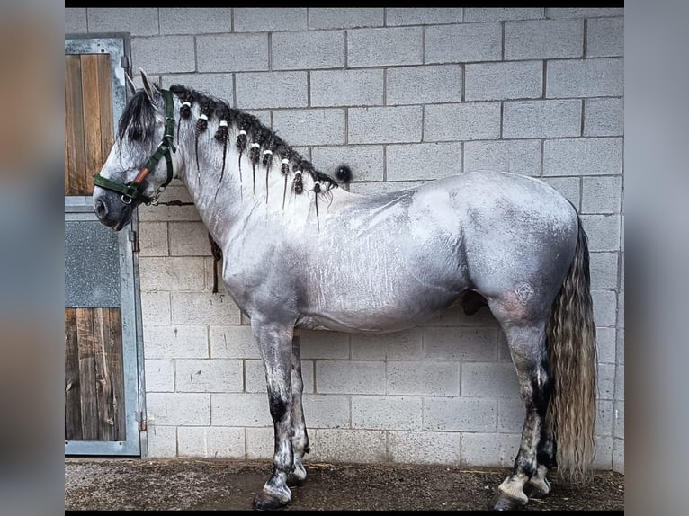 PRE Mix Hengst 7 Jaar 164 cm Schimmel in Dos Hermanas