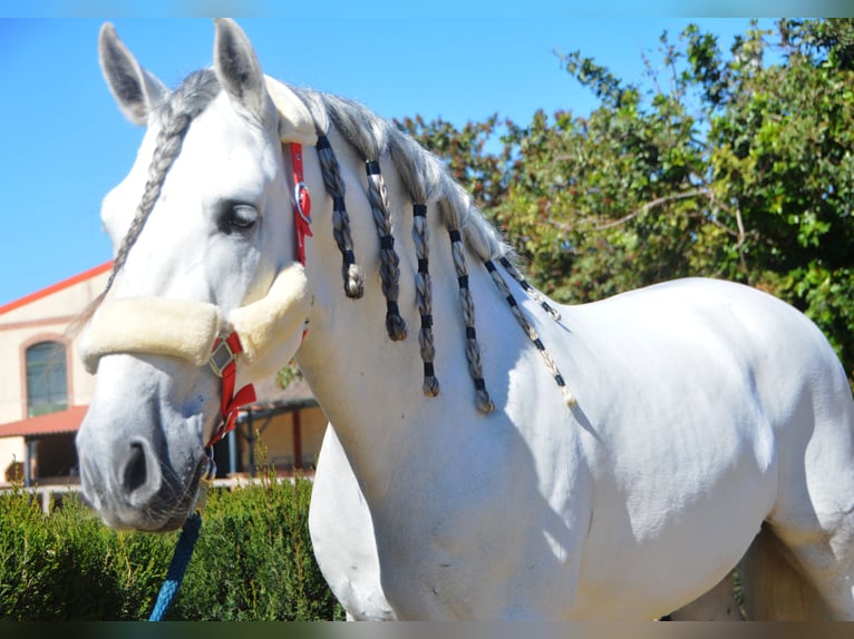 PRE Mix Hengst 7 Jaar 164 cm Schimmel in Vejer de la Frontera