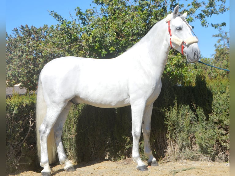 PRE Mix Hengst 7 Jaar 164 cm Schimmel in Vejer de la Frontera