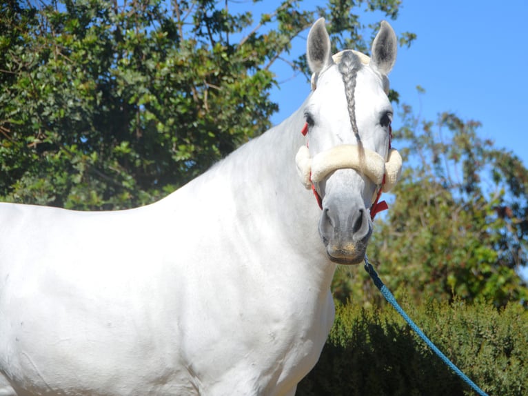 PRE Mix Hengst 7 Jaar 164 cm Schimmel in Vejer de la Frontera