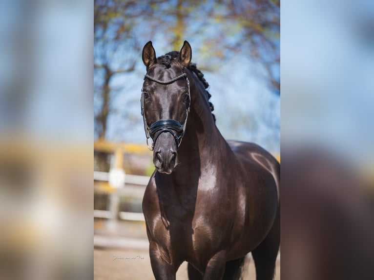 PRE Mix Hengst 7 Jaar 164 cm Zwart in Poeldijk