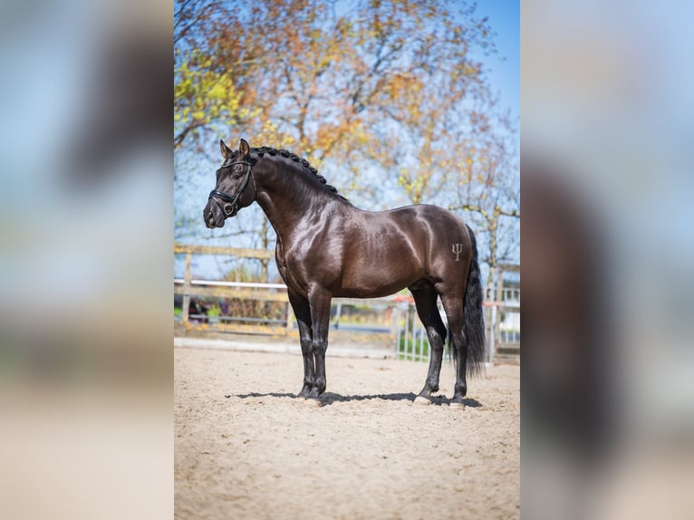 PRE Mix Hengst 7 Jaar 164 cm Zwart in Poeldijk