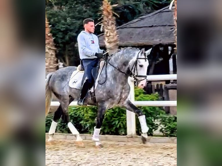 PRE Hengst 7 Jaar 165 cm Appelschimmel in Sevilla