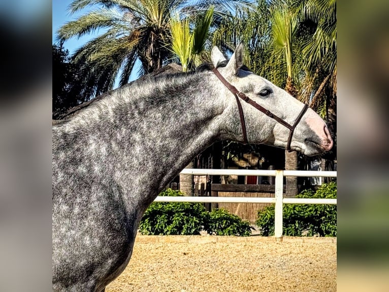 PRE Hengst 7 Jaar 165 cm Appelschimmel in Sevilla