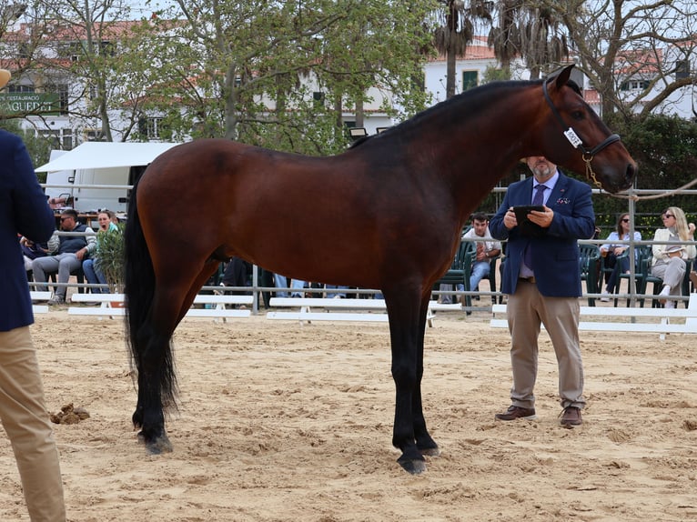 PRE Hengst 7 Jaar 165 cm Bruin in Ciutadella De Menorca