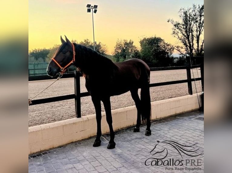 PRE Mix Hengst 7 Jaar 165 cm Bruin in Barcelona