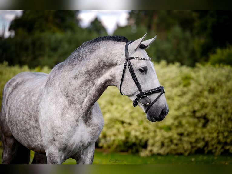 PRE Hengst 7 Jaar 165 cm Schimmel in Liniewko Kościerskiewysin