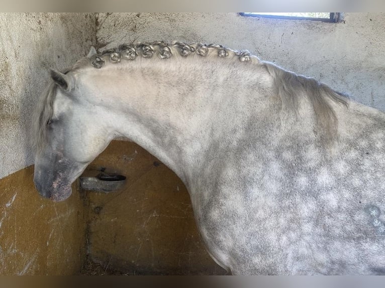 PRE Mix Hengst 7 Jaar 165 cm Schimmel in Madrid